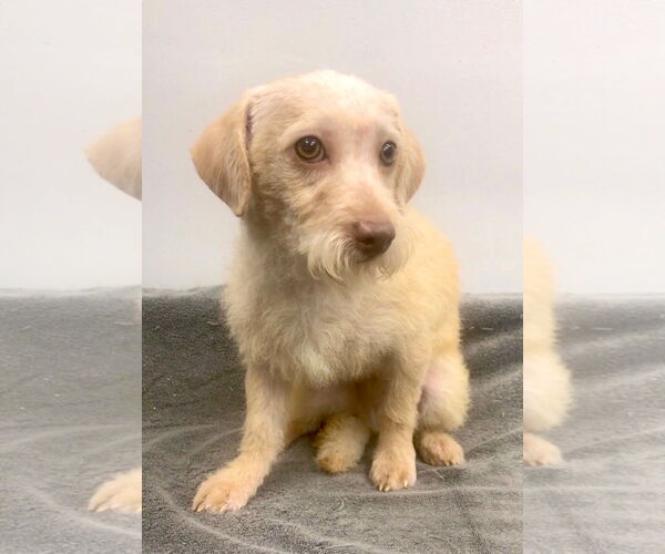 Medium Photo #1 Mutt Puppy For Sale in Lincolnwood, IL, USA