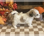 Jill - Female Cavachon Puppy for Sale - Photo #6