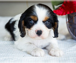 Puppy Marley Cavalier King Charles Spaniel