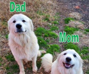 Father of the Great Pyrenees puppies born on 04/19/2022