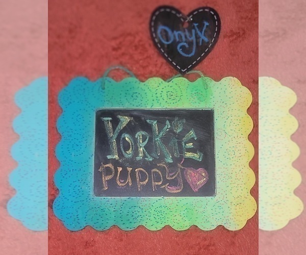 Medium Photo #95 Yorkshire Terrier Puppy For Sale in AKRON, OH, USA