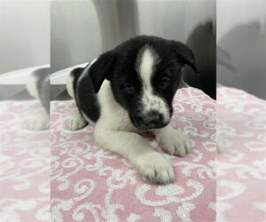 Labsky Dogs for adoption in Fairbanks, AK, USA