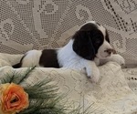 Small #3 English Springer Spaniel