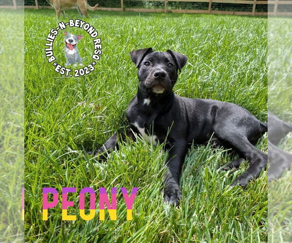Medium Photo #5 Staffordshire Bull Terrier-Unknown Mix Puppy For Sale in Omaha, NE, USA