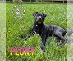 Small #4 Staffordshire Bull Terrier Mix