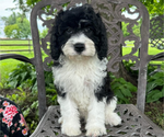 Puppy Bernie Cavapoo