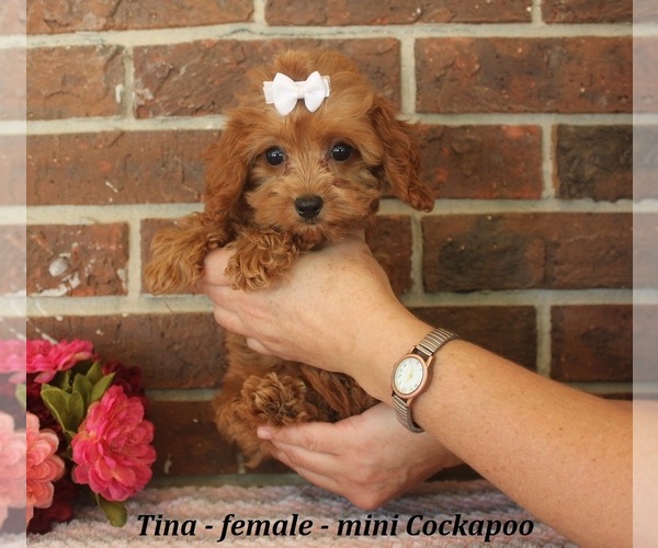 Medium Photo #1 Cockapoo (Miniature) Puppy For Sale in CLARKRANGE, TN, USA