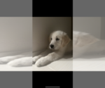 Small Photo #3 English Cream Golden Retriever Puppy For Sale in CONCHO, AZ, USA