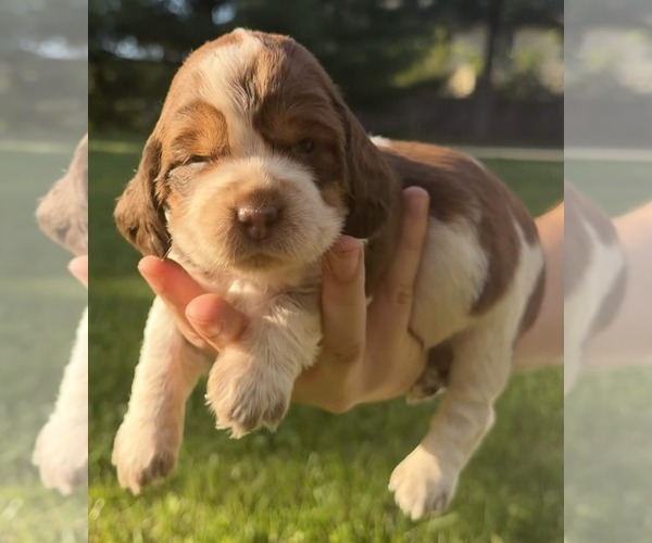 Medium Photo #1 English Springer Spaniel Puppy For Sale in SPOTSYLVANIA, VA, USA