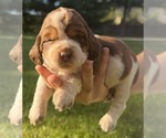 Puppy Petal English Springer Spaniel
