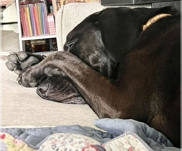 Medium Photo #5 Chocolate Labrador retriever-Labrador Retriever Mix Puppy For Sale in Houston, TX, USA