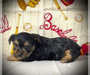 Yorkshire Terrier Puppy for sale in WINNSBORO, LA, USA