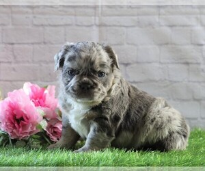 French Bulldog Puppy for sale in FREDERICKSBG, OH, USA
