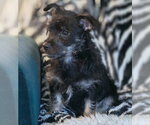 Small #8 Dachshund-Miniature Schnauzer Mix