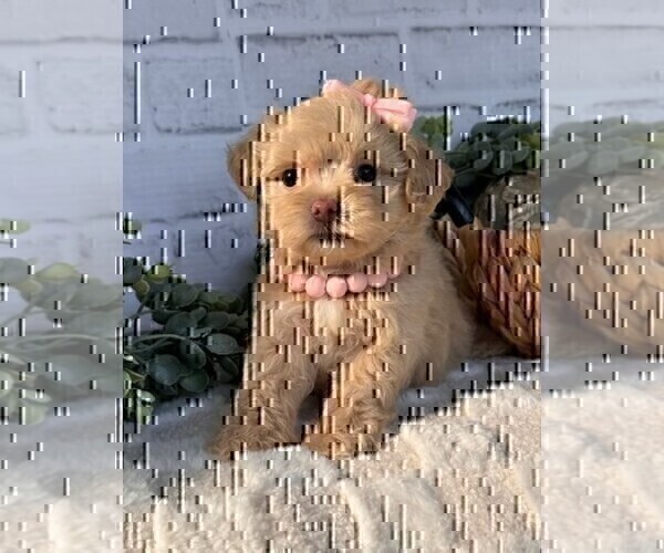 Medium Photo #13 Maltipoo Puppy For Sale in JENSEN BEACH, FL, USA