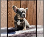 Small #3 French Bulldog