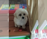 Small Photo #8 Maltese-Poodle (Toy) Mix Puppy For Sale in SPENCER, TN, USA