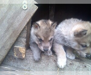 Wolf Hybrid Puppy for sale in ROCKSPRINGS, TX, USA