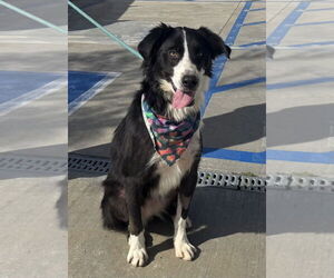 Border-Aussie Dogs for adoption in Newport Beach, CA, USA