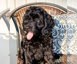 Small #2 Bernedoodle (Miniature)