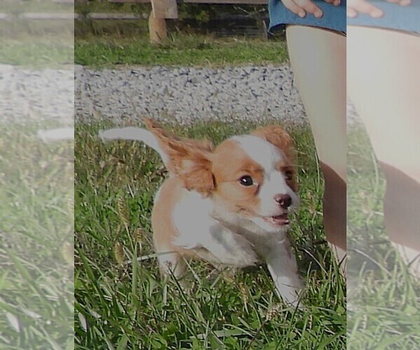 Medium Photo #6 Cavalier King Charles Spaniel Puppy For Sale in CARLISLE, KY, USA