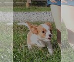 Small #5 Cavalier King Charles Spaniel
