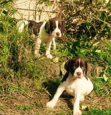English Springer Spaniel-German Shorthaired Pointer Mix Puppy for sale in OGILVIE, MN, USA