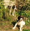 Small English Springer Spaniel-German Shorthaired Pointer Mix