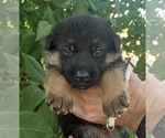 Puppy White Puppy German Shepherd Dog