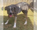 Small #1 Catahoula Leopard Dog Mix