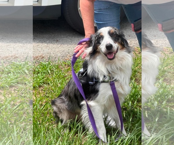 Medium Photo #5 Australian Shepherd Puppy For Sale in Cape May, NJ, USA