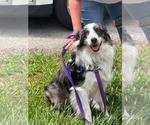 Small Photo #5 Australian Shepherd Puppy For Sale in Cape May, NJ, USA