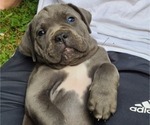 Puppy Bowie Cane Corso