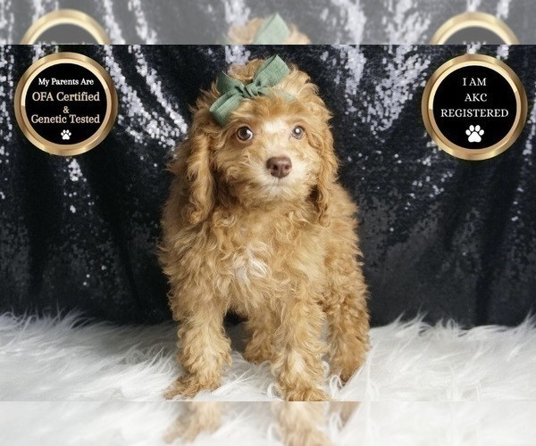 Medium Photo #7 Poodle (Toy) Puppy For Sale in WARSAW, IN, USA