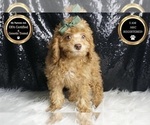 Small Photo #7 Poodle (Toy) Puppy For Sale in WARSAW, IN, USA