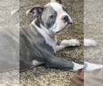 Small Photo #25 Boston Terrier Puppy For Sale in PRAIRIE DU SAC, WI, USA