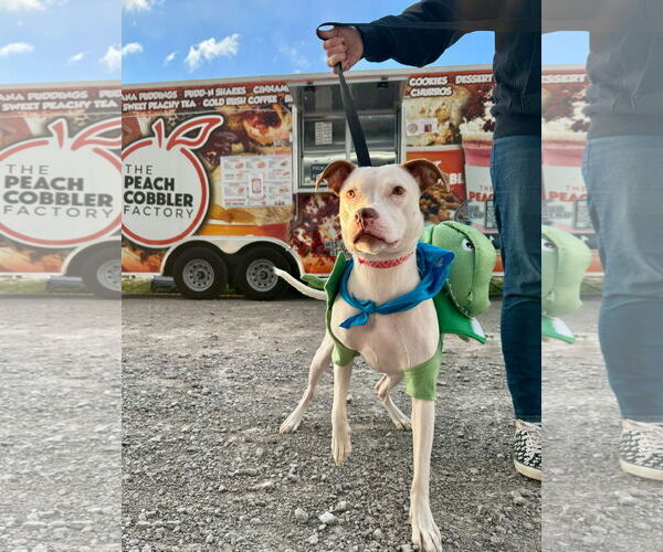 Medium Photo #4 American Pit Bull Terrier-Unknown Mix Puppy For Sale in Germantown, OH, USA