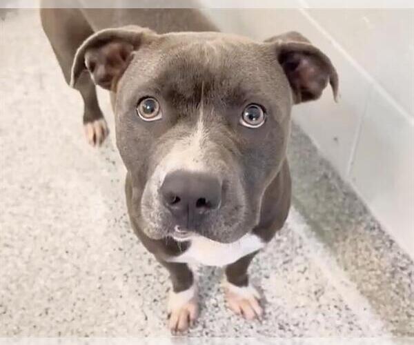 Medium Photo #2 American Pit Bull Terrier Puppy For Sale in Houston, TX, USA