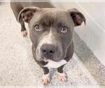 Small #1 American Pit Bull Terrier