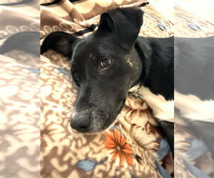 Collie-Labrador Retriever Mix Dogs for adoption in Plainfield, IL, USA