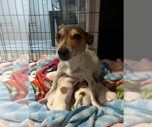 Mother of the Jack Russell Terrier puppies born on 11/01/2025