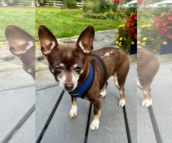 Medium Photo #2 Chihuahua Puppy For Sale in Landenberg, PA, USA