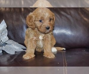 Cavapoo Puppy for Sale in PLEASANTON, Kansas USA