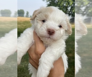 Havanese Puppy for sale in STOUGHTON, WI, USA