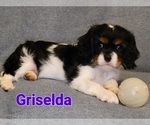 Puppy Griselda Cavalier King Charles Spaniel