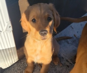 Golden Retriever Puppy for sale in JACKSONVILLE, FL, USA