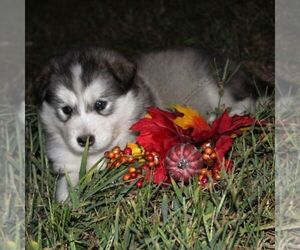 Alaskan Malamute Puppy for sale in CROGHAN, NY, USA