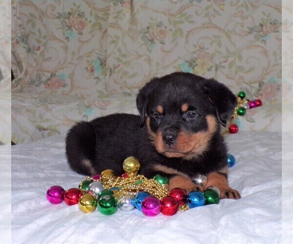 Medium Photo #5 Rottweiler Puppy For Sale in APPLE CREEK, OH, USA