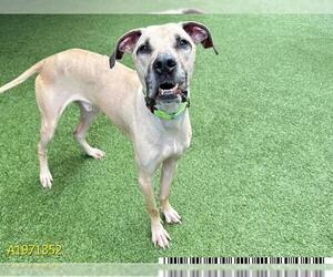 Medium Black Mouth Cur-Great Dane Mix