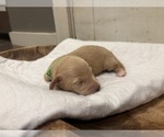 Small #2 Dachshund